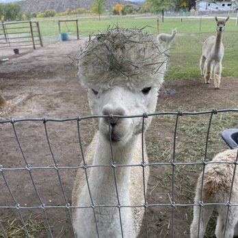 Sopris Alpaca Ranch - Ranches Near Me - Silt, Colorado