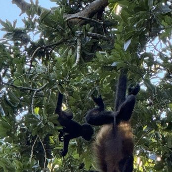 Lindblad Expeditions - Howler monkey and her baby - Travel Services Near Me - New York, New York