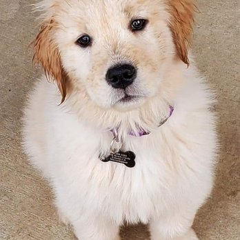 Aspen K9 Reproductive - This adorable puppy girl was born in PA to a litter of 12 in 2020!! - Animal Assisted Therapy Near Me Aspen K9 Reproductive - This adorable puppy girl was born in PA to a litter of 12 in 2020!! - Animal Assisted Therapy Near Me