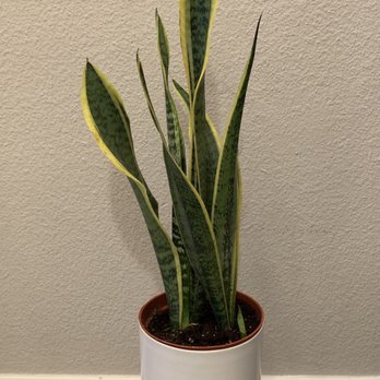 Rainbow - snake plant - Nurseries & Gardening Near Me - Rosemead, California Rainbow - snake plant - Nurseries & Gardening Near Me - Rosemead, California