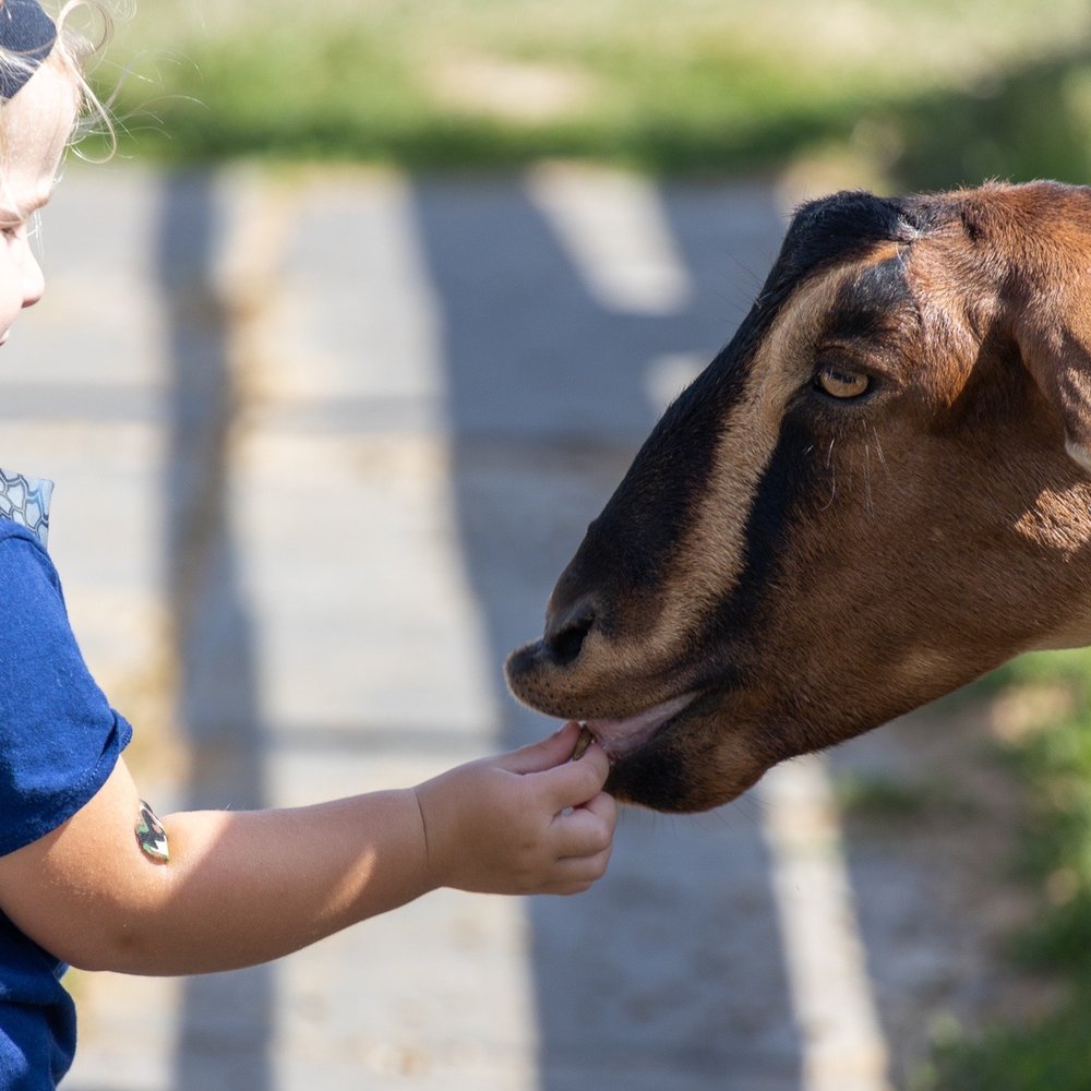 Old McDonald's Farm - a little girl feeding a goat - Fruits & Veggies Near Me - Sackets Harbor, New York