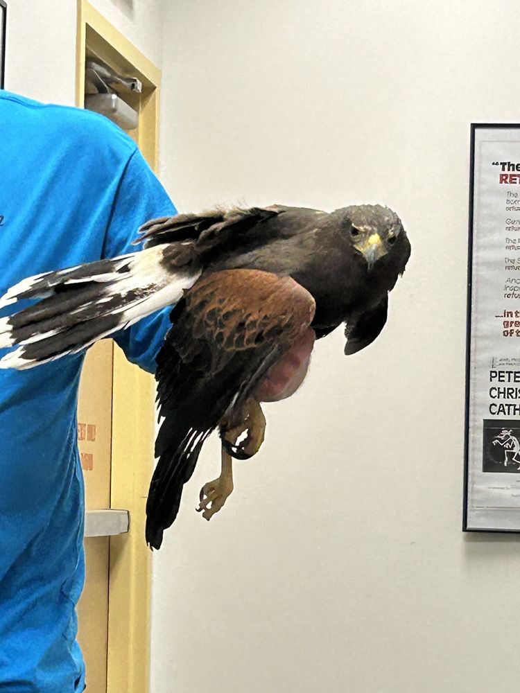 Crowes Nest Farm - social services organization in Manor, TX