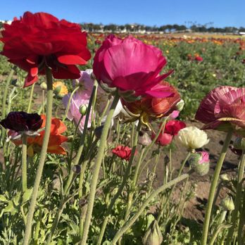 The Flower Fields - Venues & Event Spaces Near Me - Carlsbad, California The Flower Fields - Venues & Event Spaces Near Me - Carlsbad, California