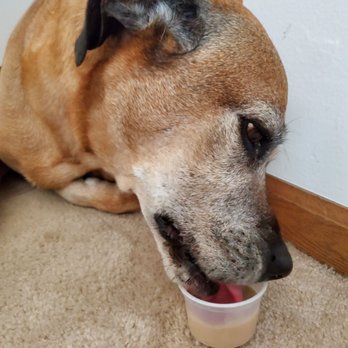 Handel's Ice Cream-Columbus - My dog, Sammy, having a digester treat! - Ice Cream & Frozen Yogurt Near Me - Columbus, Ohio