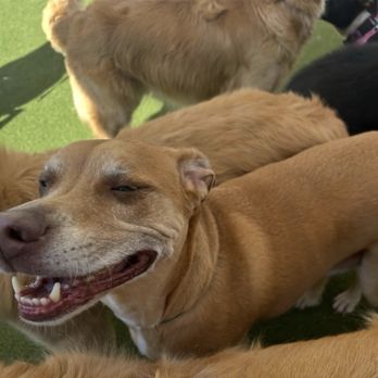 K9 Resorts - Happy Dog - Pet Boarding Near Me - Westbury, New York