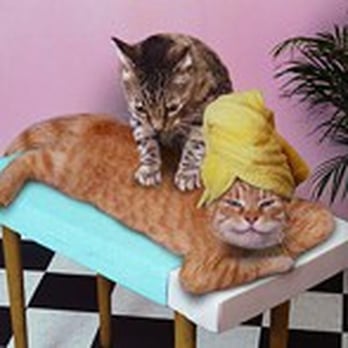The Splendid Touch - Meow........ - Beauty & Spas Near Me