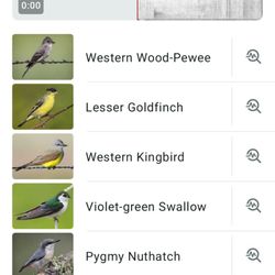 American Eagle RV Park - Birds!  This place is alive with wildlife! So many birds!  This list is right from our campsite!  This place is great!
