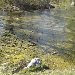 Skylor Pond - Spring scum