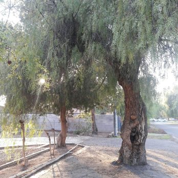 Travis Tree Service - Before - Tree Services Near Me - Fresno, California Travis Tree Service - Before - Tree Services Near Me - Fresno, California