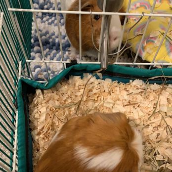 Small Critter Heaven - Pet Boarding Near Me Small Critter Heaven - Pet Boarding Near Me