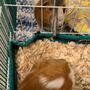 Photo of Small Critter Heaven