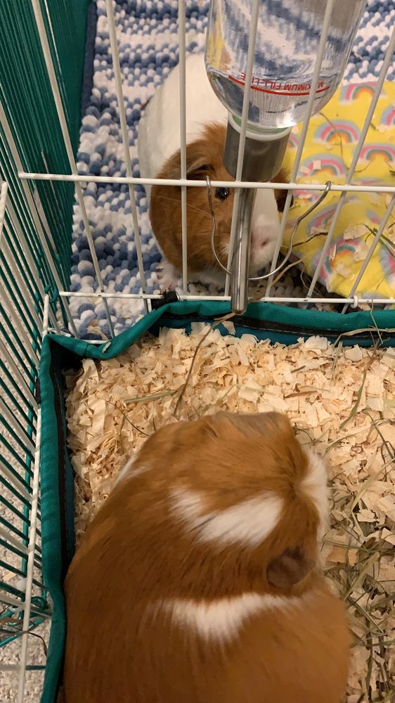 Small Critter Heaven - pet boarding facility in Richmond, TX