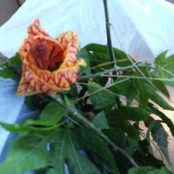 Free Geek - Staff let me take some cuttings of their lush flowering Shrubs. Dont walk by the planter boxes without having a look! - Computers Near Me - Portland, Oregon Free Geek - Staff let me take some cuttings of their lush flowering Shrubs. Dont walk by the planter boxes without having a look! - Computers Near Me - Portland, Oregon