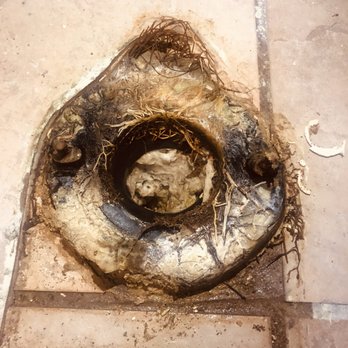 Elite Rooter - Flange with plant roots growing out of it. - Plumbing Near Me - San Diego, California