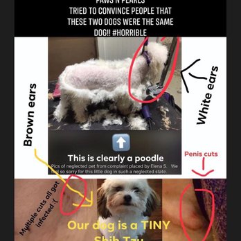 Paws N Pearls - My son made this collage to show the differences - Pet Groomers Near Me - Alpharetta, Georgia Paws N Pearls - My son made this collage to show the differences - Pet Groomers Near Me - Alpharetta, Georgia