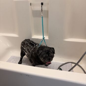 You Dirty Dog - Pet Groomers Near Me - Palm Desert, California You Dirty Dog - Pet Groomers Near Me - Palm Desert, California