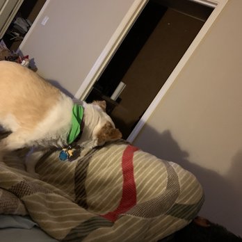 Zander's Paws Grooming - Tanner our long hair chihuahua licking the blanket - Pet Groomers Near Me