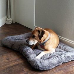 Furry Babbies Pet Sitter - Chill and comfortable