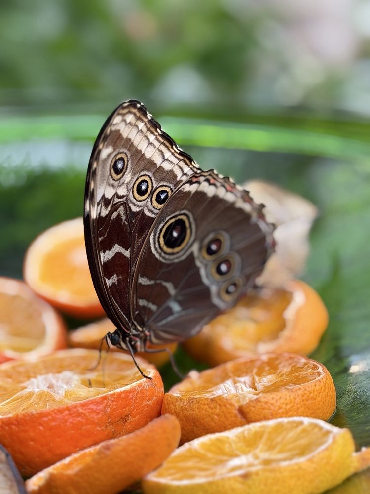 Social spots from Lewis Ginter Botanical Garden