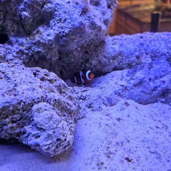 Keepin It Reef - Local Fish Stores Near Me - Littleton, Colorado