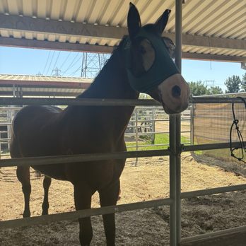 King of Kings Equestrian Ranch - They clean the stalls 6 days a week I love that for my baby - Horseback Riding Near Me - Paramount, California King of Kings Equestrian Ranch - They clean the stalls 6 days a week I love that for my baby - Horseback Riding Near Me - Paramount, California