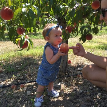Rocky Top Fruit Farm - My daughter picking her peach - Pick Your Own Farms Near Me - Payson, Utah Rocky Top Fruit Farm - My daughter picking her peach - Pick Your Own Farms Near Me - Payson, Utah