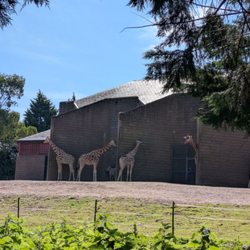 Belfast Zoo