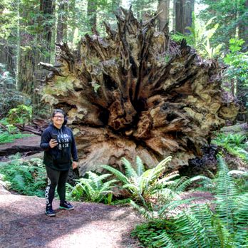 Founders Grove - Look at these roots!  Daughter for size comparison... - Parks Near Me - Weott, California