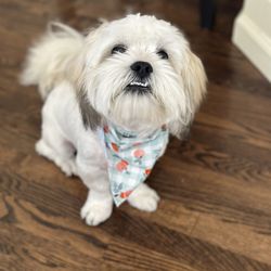 Alicia's Pet Grooming - After grooming