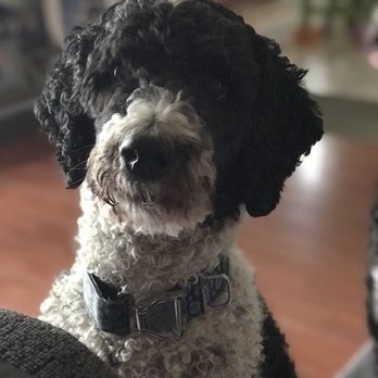 Pets Vet - Veterinarians Near Me - Hemet, California