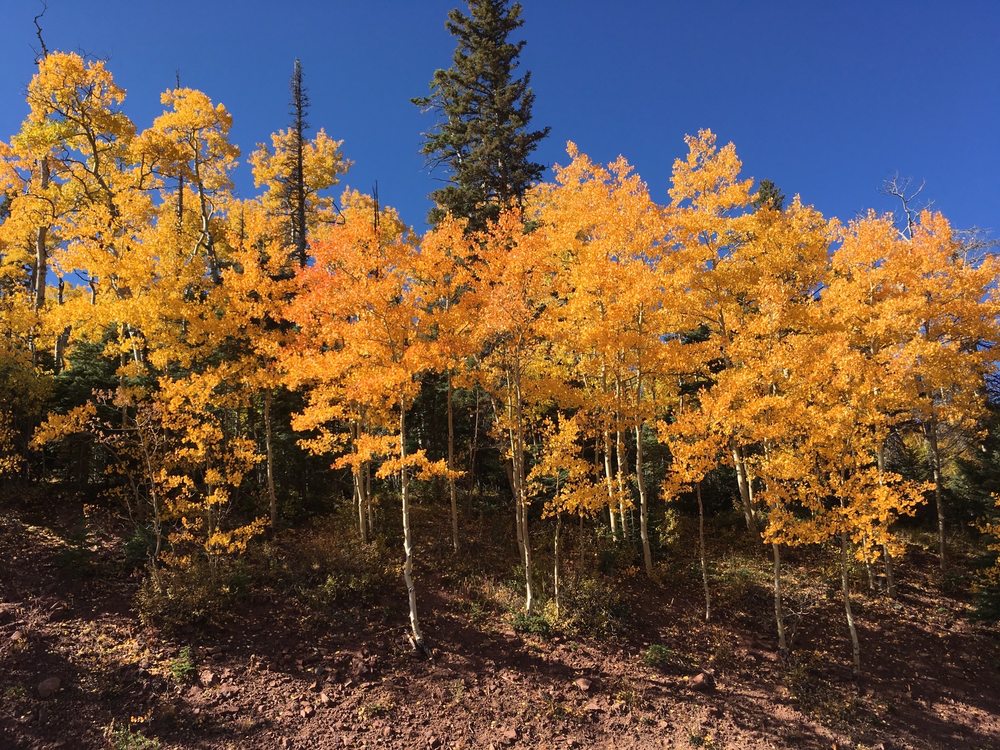 LA VETA INN 38 Photos & 41 Reviews 103 W Ryus Ave, La Veta