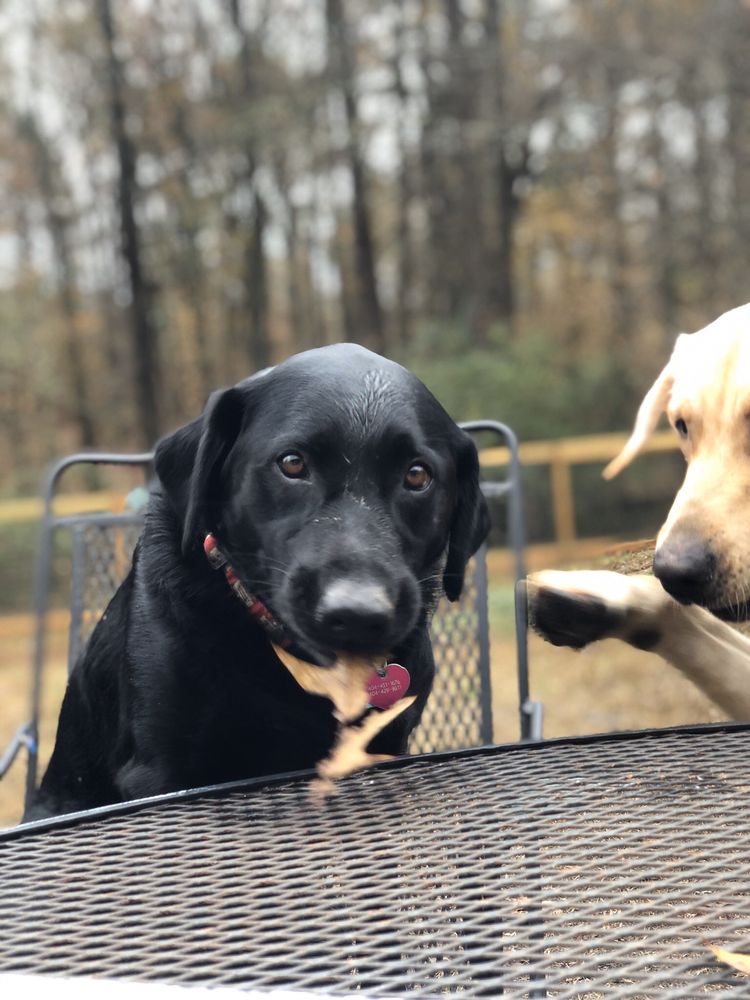 DOG RIVER RETREAT 18 Photos Douglasville, Pet Boarding