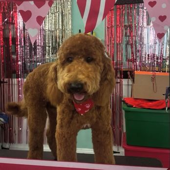 The Dogg Lounge - Dog - Pet Groomers Near Me - Whittier, California The Dogg Lounge - Dog - Pet Groomers Near Me - Whittier, California