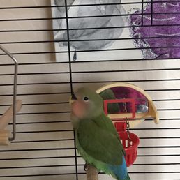 Peach faced lovebird