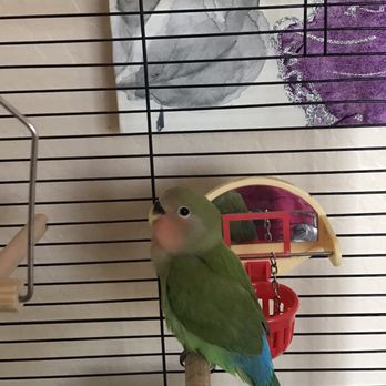 Birdz and Beyond - Peach faced lovebird - Pet Boarding Near Me - Phoenix, Arizona