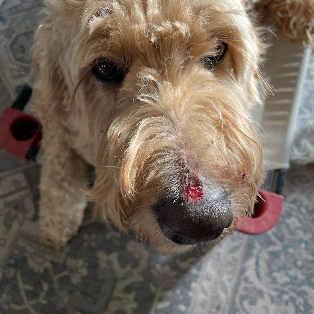 The injury the day she was returned to us.
