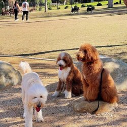Dali’s Dog Park - Dogs birthday party