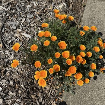 Imagery Estate Winery - Flowers - Wineries Near Me - Glen Ellen, California