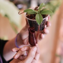 The Plant Lady