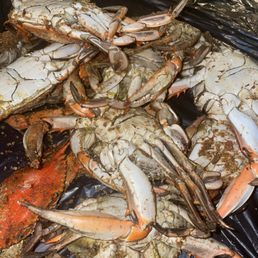 1 dozen medium male crabs