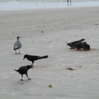 City of St. Augustine Beach - feeding the birds - Beaches Near Me - Saint Augustine, Florida