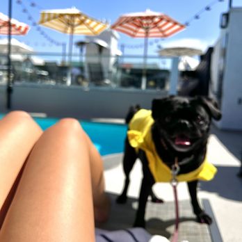 Le Parc At Melrose - Dog friendly :) ! - Hotels Near Me - West Hollywood, California Le Parc At Melrose - Dog friendly :) ! - Hotels Near Me - West Hollywood, California