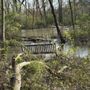 Photo of Ryerson Woods Forest Preserve