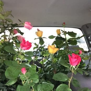 Park Slope Hardware & Locksmith - our roses - Keys & Locksmiths Near Me - Brooklyn, New York Park Slope Hardware & Locksmith - our roses - Keys & Locksmiths Near Me - Brooklyn, New York