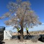 Premier Tree & Landscaping