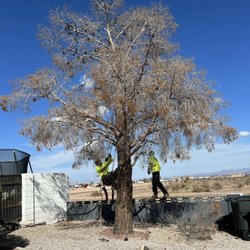 Premier Tree & Landscaping