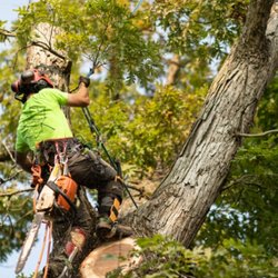 King Tree Specialists
