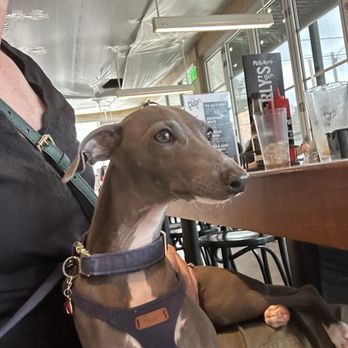 Milk & Honey - Dogba at table - Cafes Near Me - Chattanooga, Tennessee