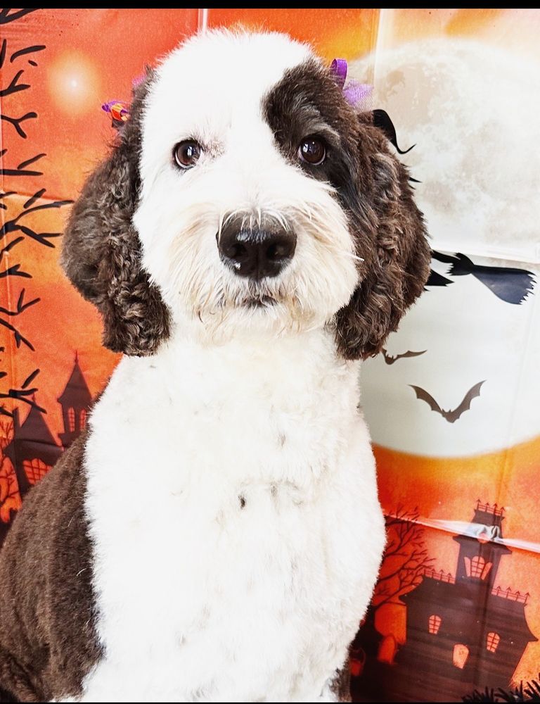 ANIMAL HOUSE GROOMING Updated August 2024 68 Photos & 29 Reviews