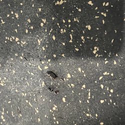 La Quinta by Wyndham Guthrie - Dead insects on floor of gym